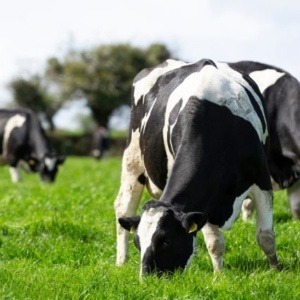 Grass Seed & Forage Seed