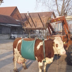 Cow Lifting Device