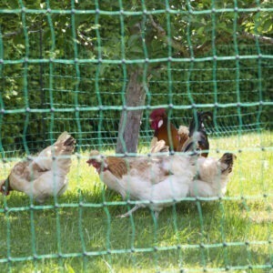 Rutland Poultry / Rabbit Netting Green Electric / Non Electric 25 / 50 Mtr