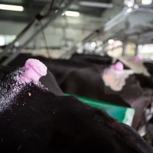 FIL Foam Marker - Temporary Foam Marker For Livestock - Image 2