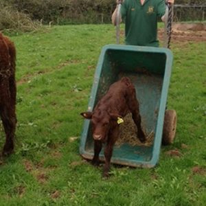JFC Green Twin Wheeled Barrow - Image 2