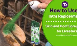 Intra Repiderma Spray 250ml - Image 3