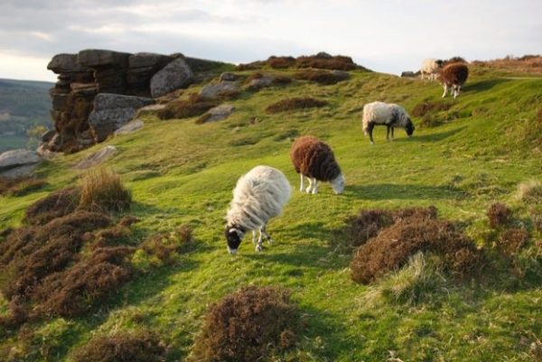 Sheep Grazing