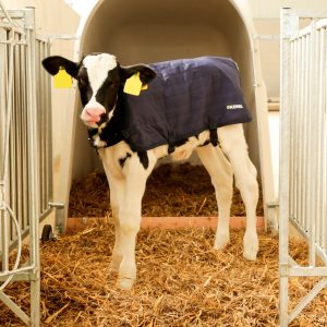 Calf Jacket / Blanket 70cm / 80cm