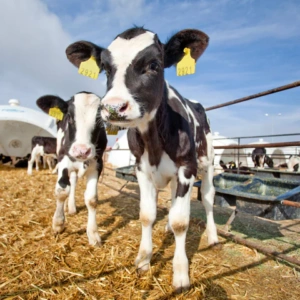 Animal Health Products