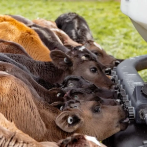 Skellerup Thriver Screw In Calf Teat - Image 2